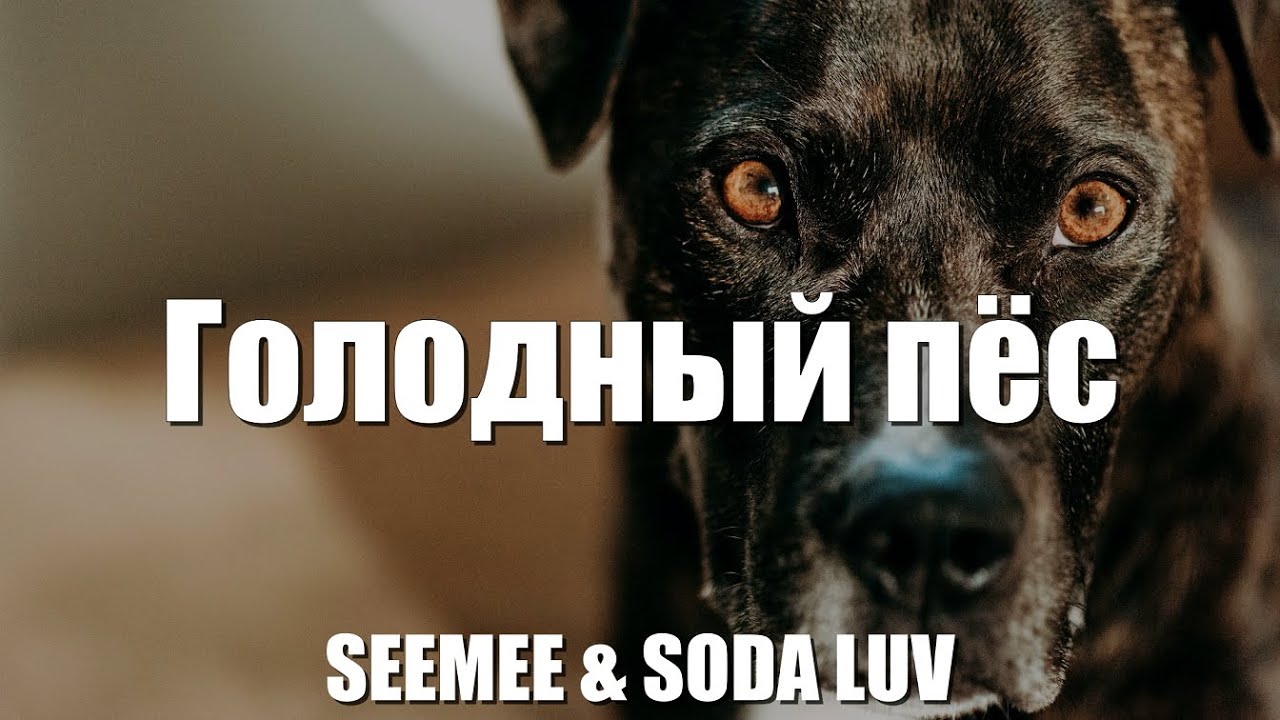 Собаки слова не давали. Seemee Soda Luv голодный пёс. Сода лав голодный пес текст. Голодный пёс Seemee текст. Текст песни голодный пёс Soda Luv.