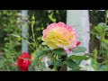 A rose white yellow and red in color//NB Non Copyright Free for u Full HD 1080P canon EOS 70D