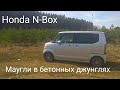 HONDA N BOX Маугли в бетонных джунглях.