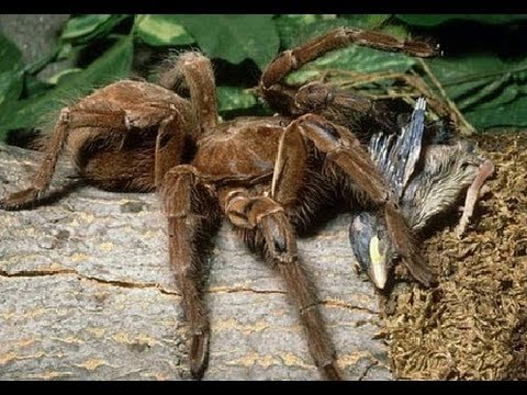 tarantula eating bird