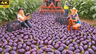 How Millions Tons of Eggplants Are Harvested & Processed – Incredible Eggplant Farming