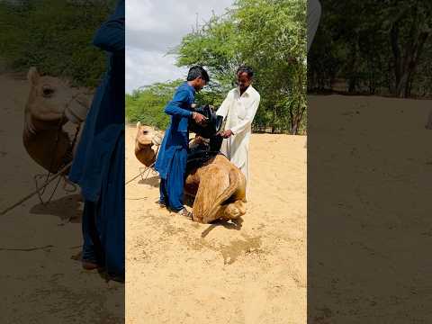 ابتكار صحراوي عبقري لجمع المياه في الظروف القاسية