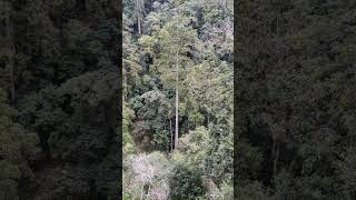 EP009 - HPV vaccine win, tooth re-growth patch and Taiwans tree seekers