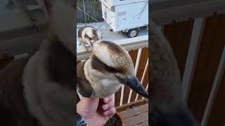 How to feed wild kookaburras