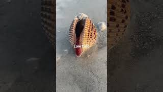 Low tide exposed this shell! #lowtide #shellinginflorida #nature #beach