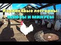 Карликовые леггорны (В33) в нашем хозяйстве: плюсы и минусы