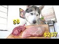 Husky Reviews $9 Beef Steak vs $207 Wagyu Beef Steak..