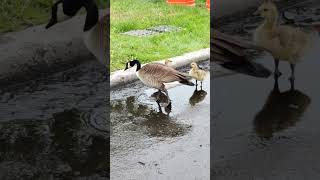 geese chicks drinking water #geese #bird #birds #toronto #trending #viral #shortsviral #vlog