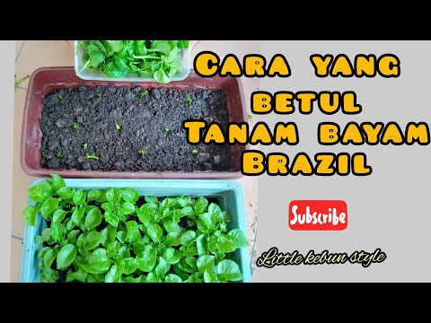 Video: Penjagaan Tumbuhan Bayam Lagos: Cara Menanam Celosia Bayam Lagos