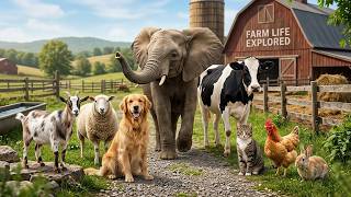 Wonderful Farm Animals: Rabbit, Goat, Cow, Chicken, Cat, Dog, Sheep, Elephant - Farm Animal Sounds screenshot 4