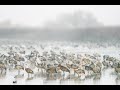 Merced National Wildlife Refuge Lesser Sandhill Cranes December 7, 2021