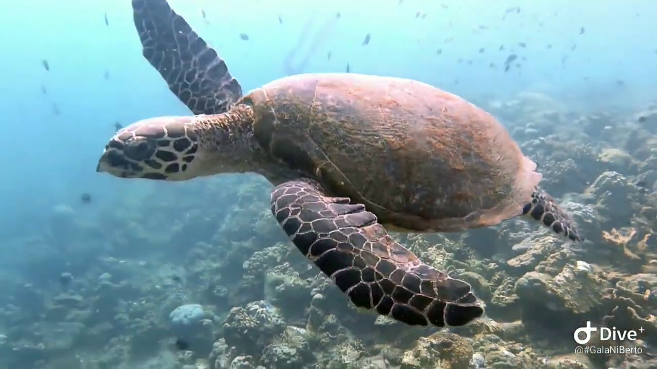 HOW'S SHORT FINS FEELS LIKE AGAIN @DIVE7000, BAGALANGIT, BATANGAS CITY 