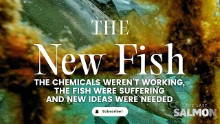 The Last Salmon: The chemicals weren’t working, the fish were suffering and new ideas were needed