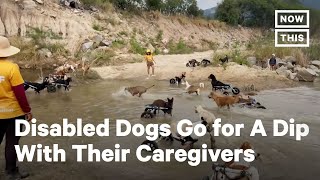 Disabled Rescue Dogs Go for a Swim