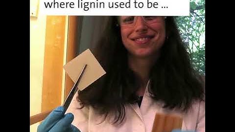 How see-through wood is made