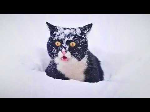 This Is Your Daily Dose Of Cats Day 20 