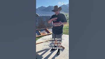 No Power Dehydrator! Check Out How We Dehydrate Apricots With the Sun