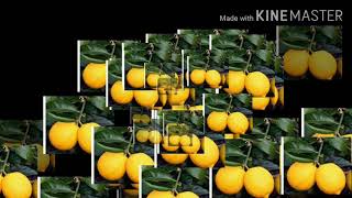 Lemon Tree Earape :must watch
