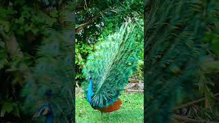 Burung Merak, A Peacock #shorts
