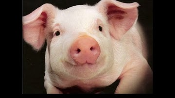 Pigs Oink Sound effect by EA