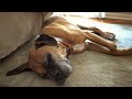 Dozer's Last Video...