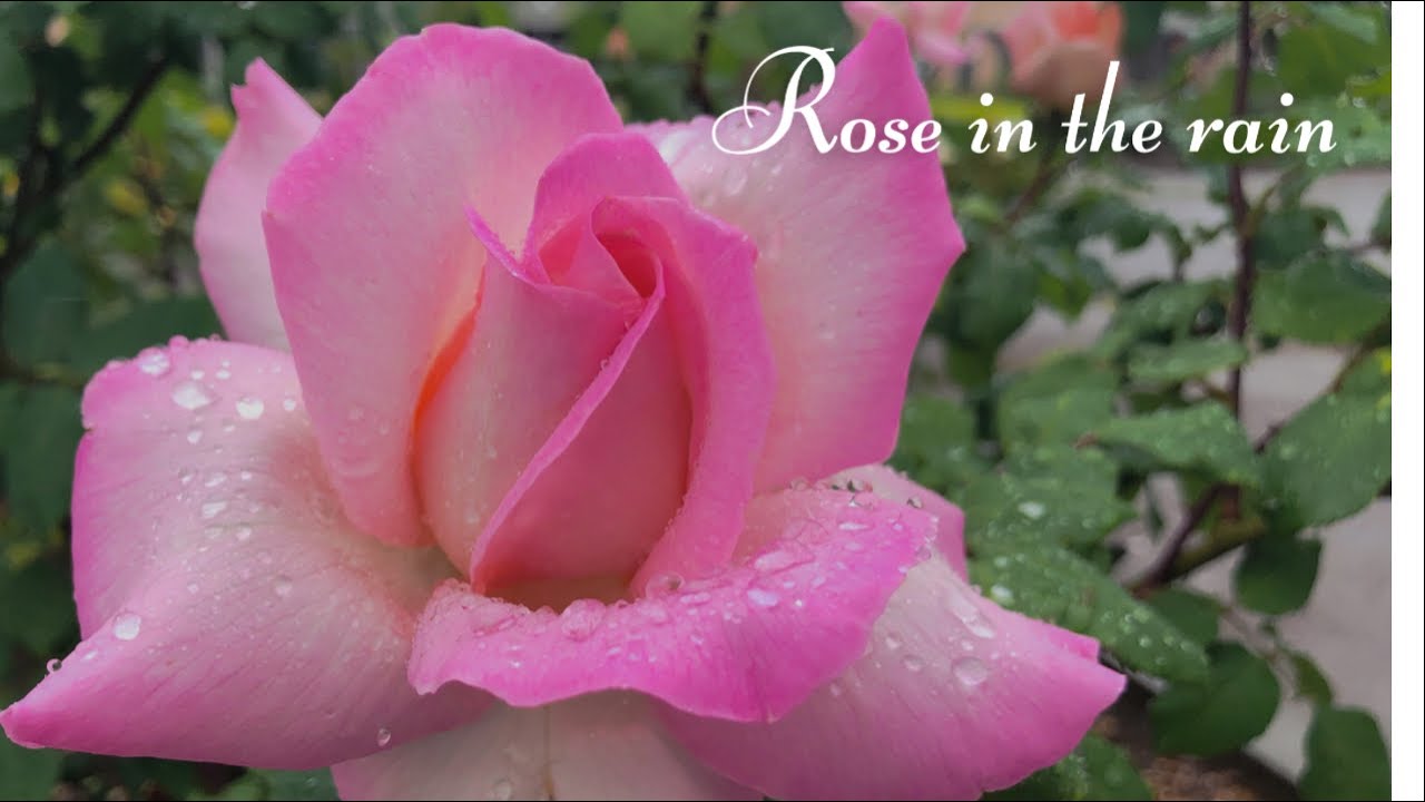 Rose In The Rain 4k 雨の中の薔薇 Youtube