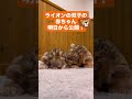 明日（3/20）より公開！ライオンの赤ちゃん🍼 #富士サファリパーク #癒し #animal #fujisafaripark