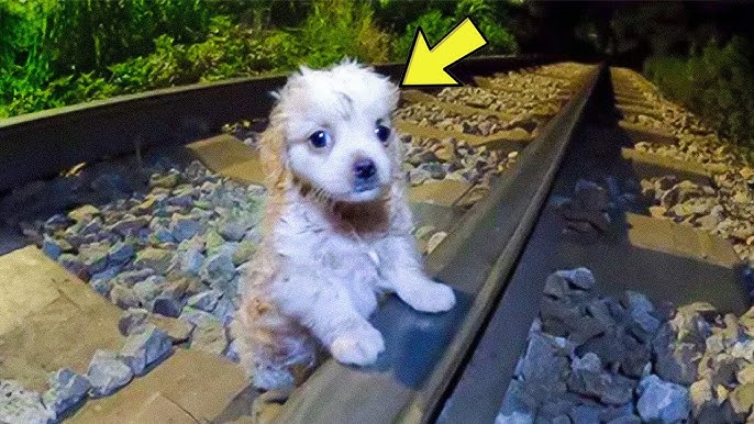 Puppy Refuses To Leave Railway – When Rescuer Realizes Why, He Calls The  Police! - YouTube