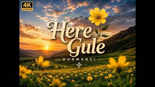 Here Gule | Kurdish Kurmancî 4K - All here Gule Original