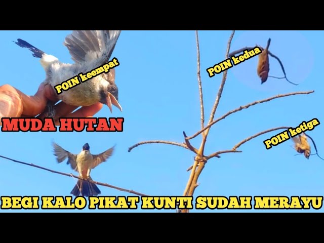 SPESIAL HARI KEMERDEKAAN BERMACAM BURUNG KUNTI DAPATKAN DENGAN RAYUAN MAUT @Smstachanel class=