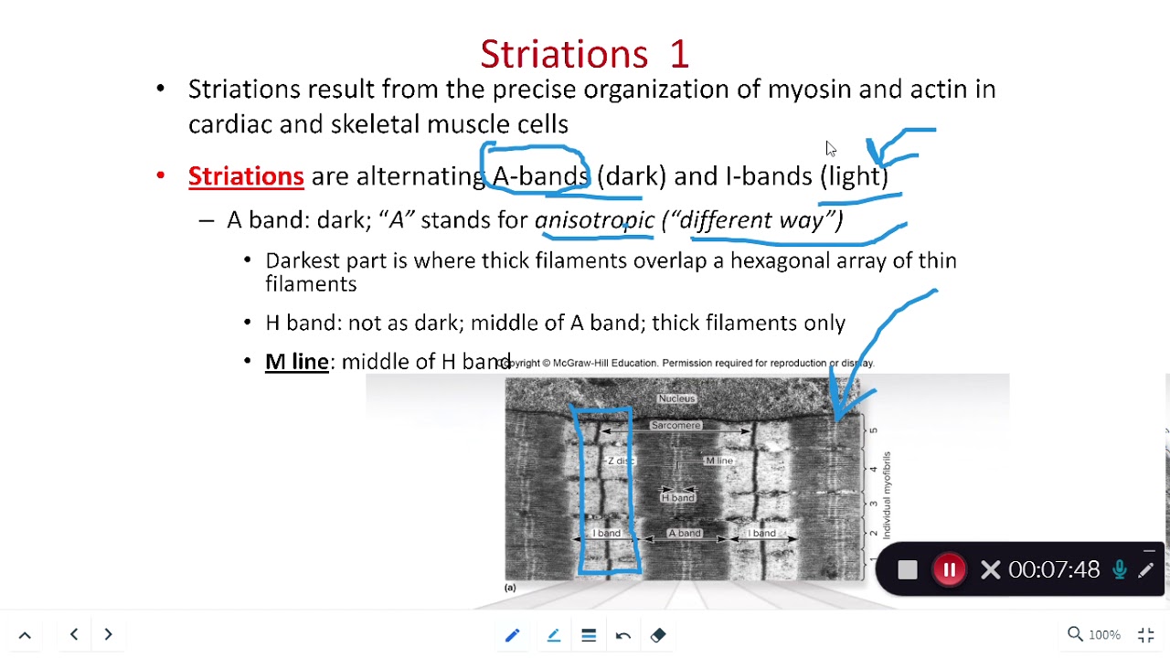 BIOL 214 Muscle Fiber Organisation (Ch 11 Part 2) - YouTube