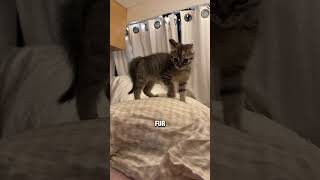 Why Kittens Spit Instead Of Hiss