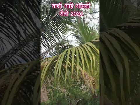 कशी आहे आपली शेती #ytshorts #foodlifemarathi #ytviral
