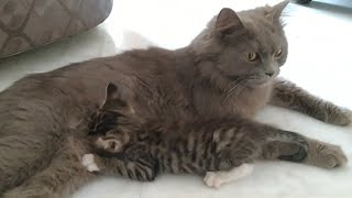 1 Angel Foster Cat Adopts 2 Orphan Kittens 1 Kitten Has Miserable Health Conditions