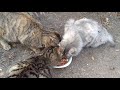 夕方の親子猫ちゃん❤みんなお腹空いてたニャン❤沢山食べてね！