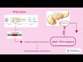 Pathophysiology and disease progression of pdac