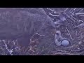 Jūras ērgļis~ Welcome to the world little eaglet#2  🥰~5:38 am 2021/04/24