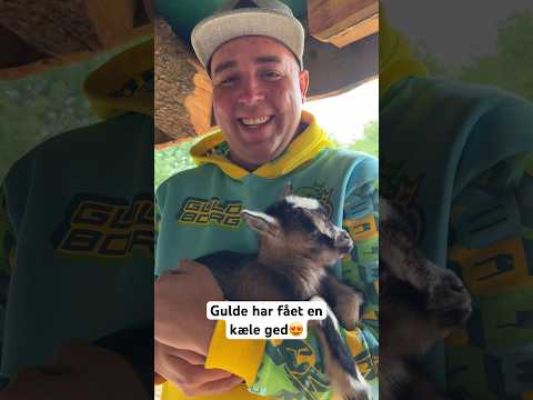 Video: Er pygmægeder gode kæledyr?