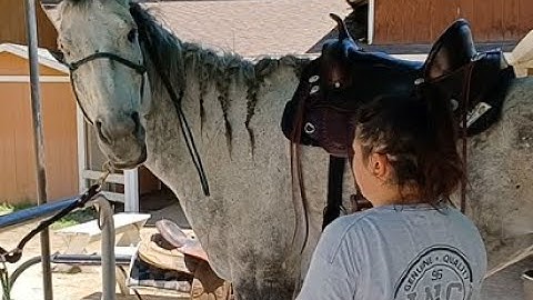 Solve Horse Biting Issues, Mike Hughes, Auburn California