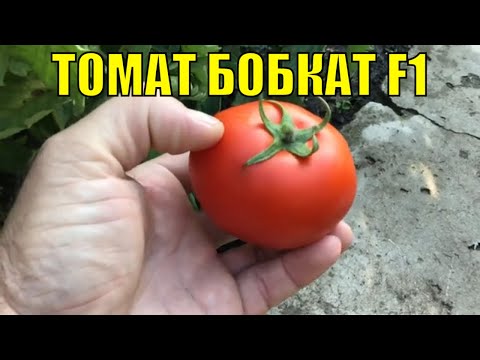 Video: Bobcat Pomidorları