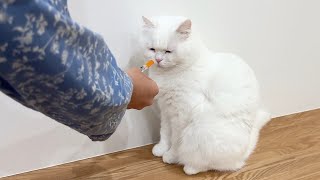 猫に嫌いな物を見せたら顔がしおしおになった…笑