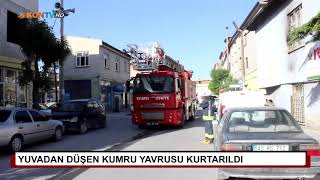 Yuvadan düşen kumru yavrusu kurtarıldı