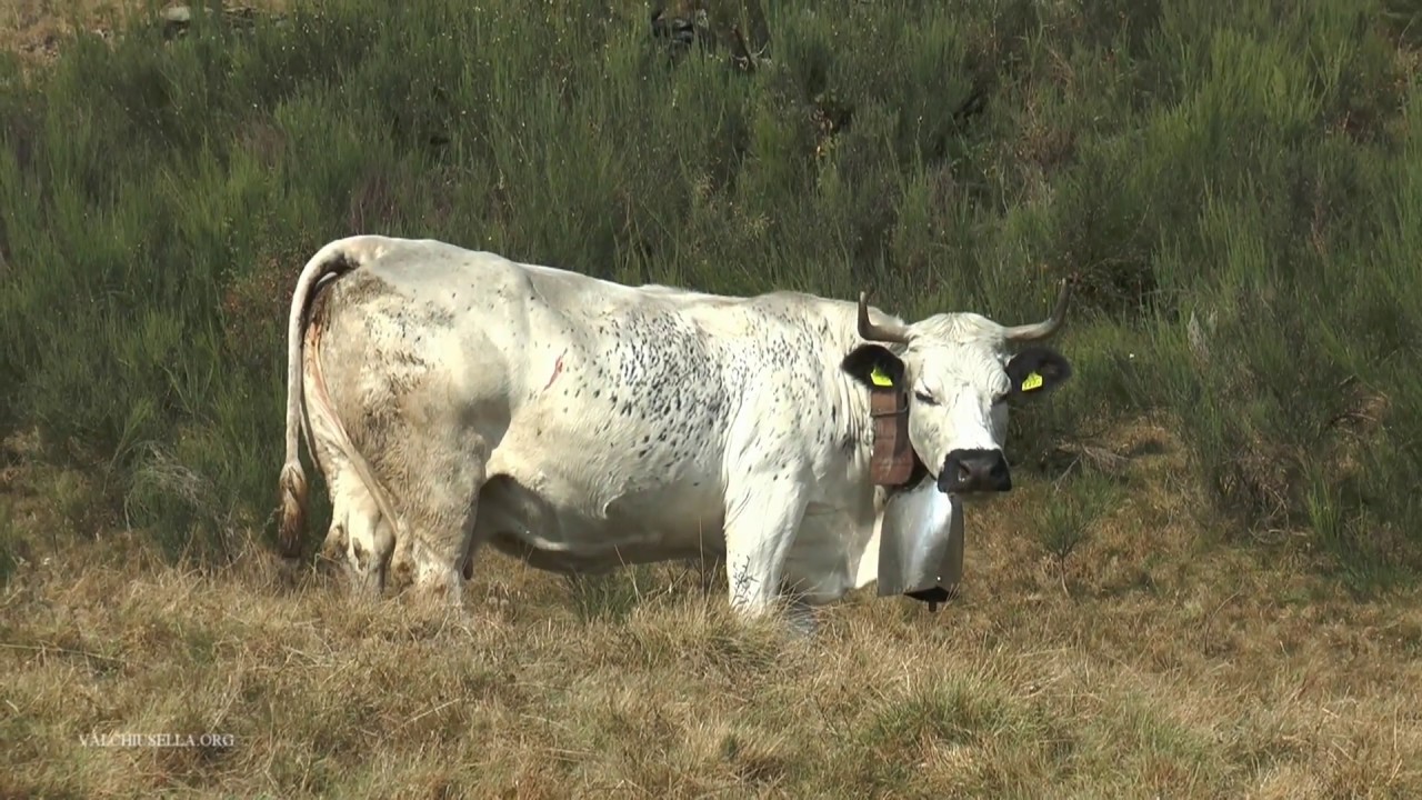 TRASUMANZA -  VALCHIUSELLA -  FAMIGLIA  VIGNA