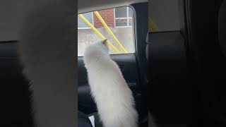 My Playful Cat, With Your Antics So Grand, You Navigate Life Like A Magical Strand.