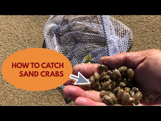 How to catch sand crabs fleas for surf fishing 