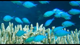 Marine Fish & Coral Importing