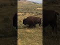 Bison Do What They Want In Yellowstone Bison Do What They Want In Yellowstone