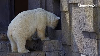 早く会いたいララとデナリ~Polar Bears