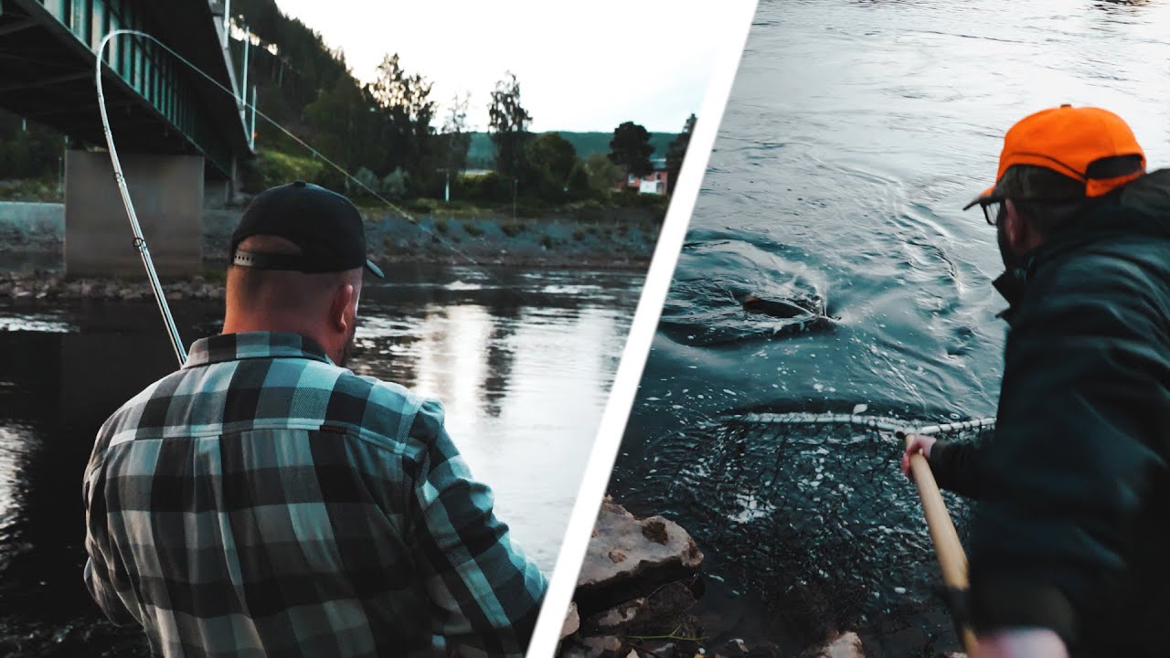 FISKE EFTER FIN LAX - Sollefteå