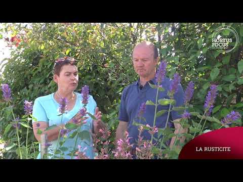 Vidéo: Comment prendre soin de l'agastache ?